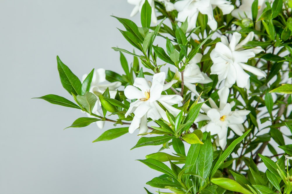 Frostproof Gardenia Live Plant 3 Gallon Pot B651