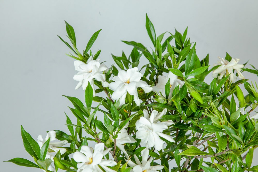 Frostproof Gardenia Live Plant 3 Gallon Pot B651