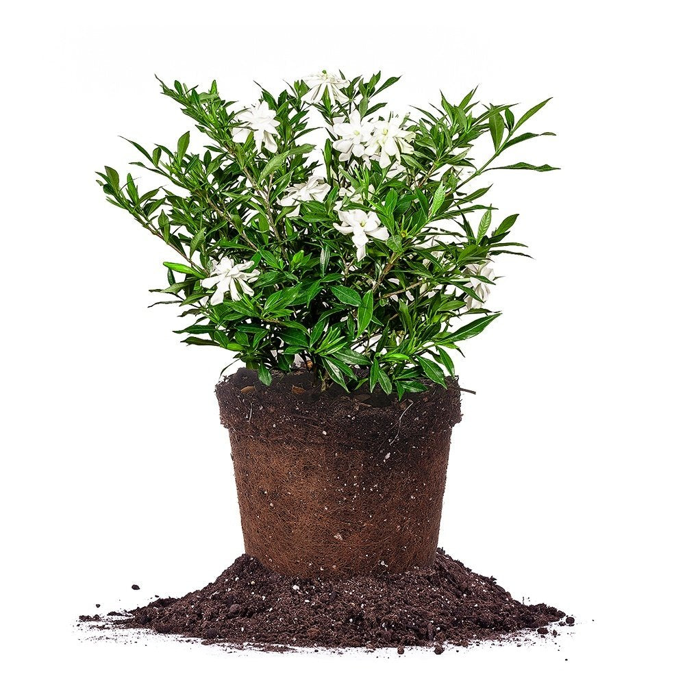 Frostproof Gardenia Live Plant 3 Gallon Pot B651