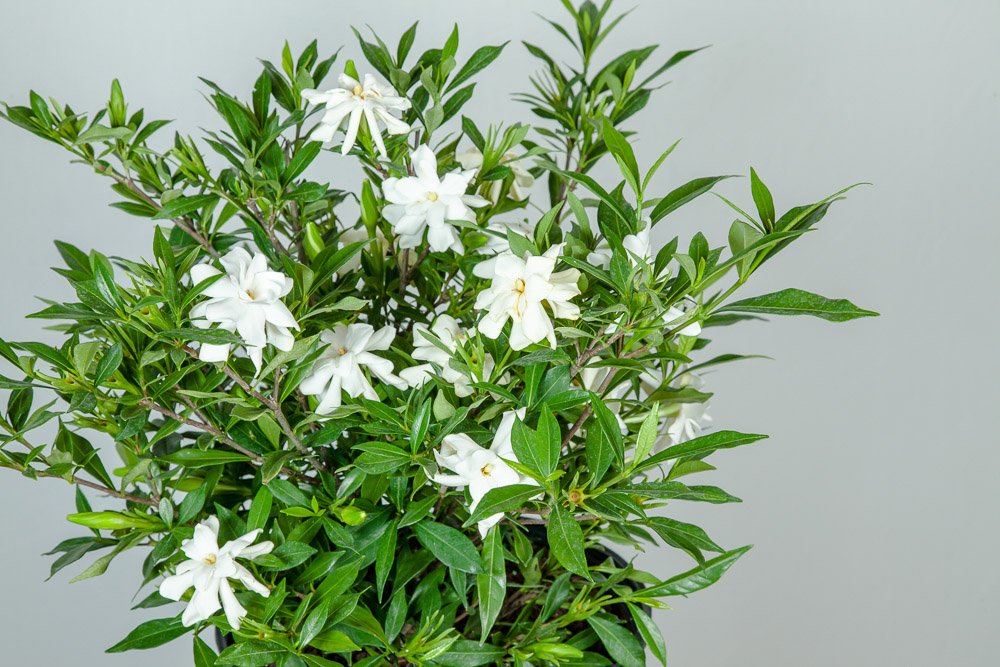 Frostproof Gardenia Live Plant 3 Gallon Pot B651