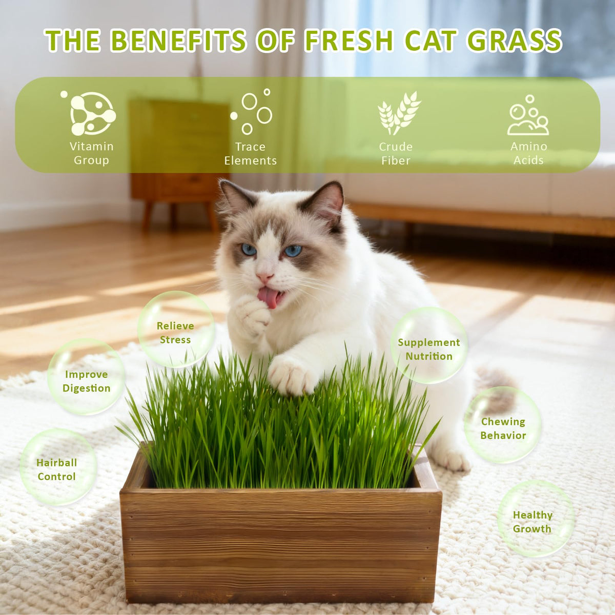 Cat Grass Kit with Wooden Planter 5 Pack N220469