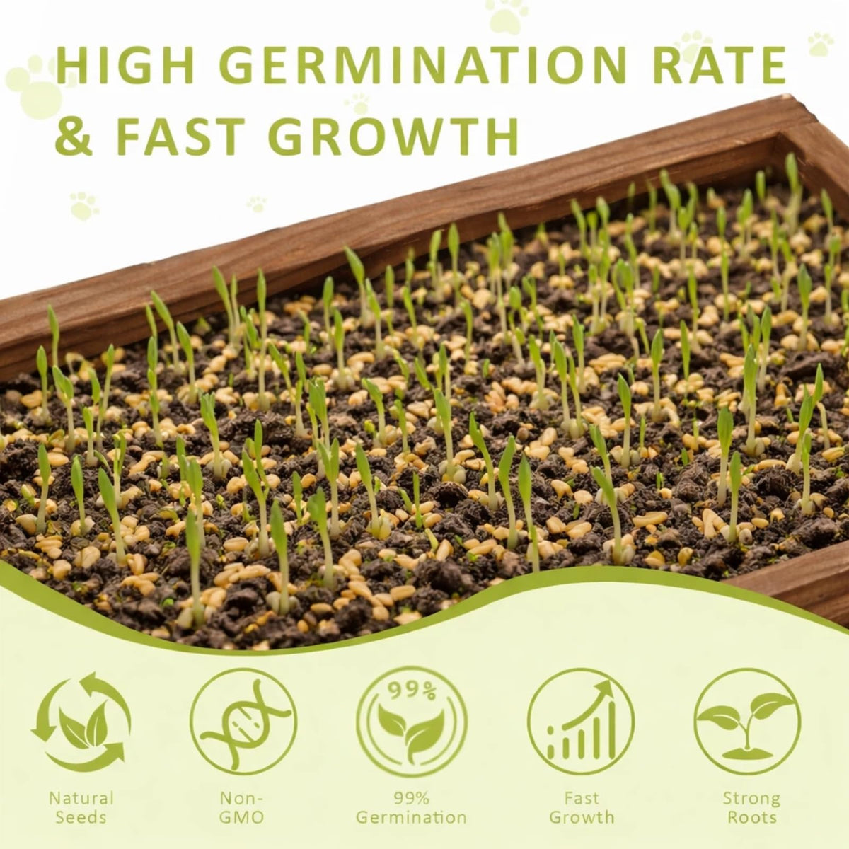 Cat Grass Kit with Wooden Planter 5 Pack N220469