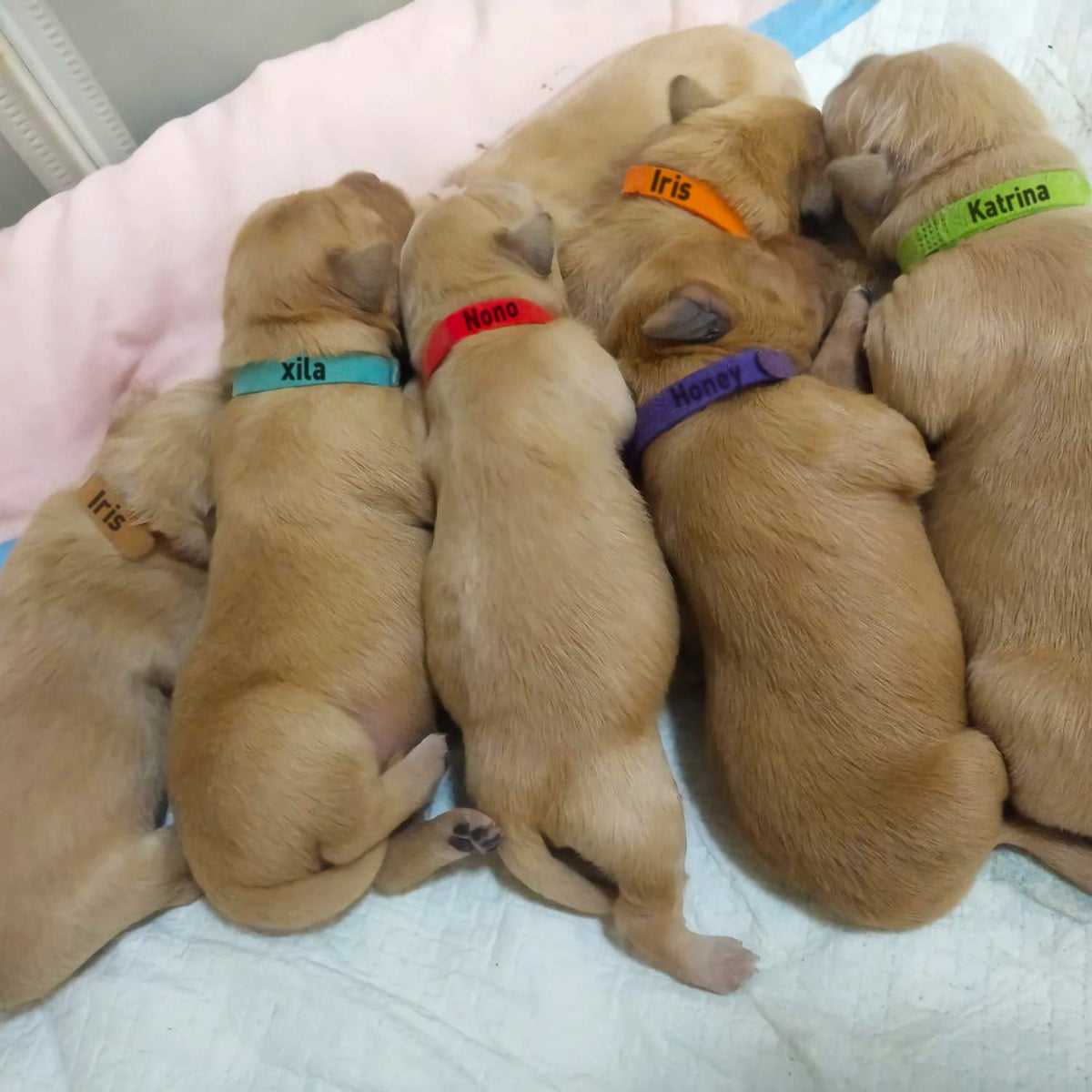 15 Pcs Soft Newborn Pet ID Bands A8962