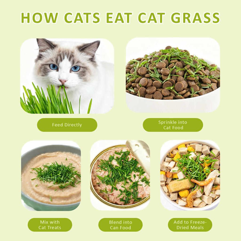 Cat Grass Kit with Wooden Planter 5 Pack N220469