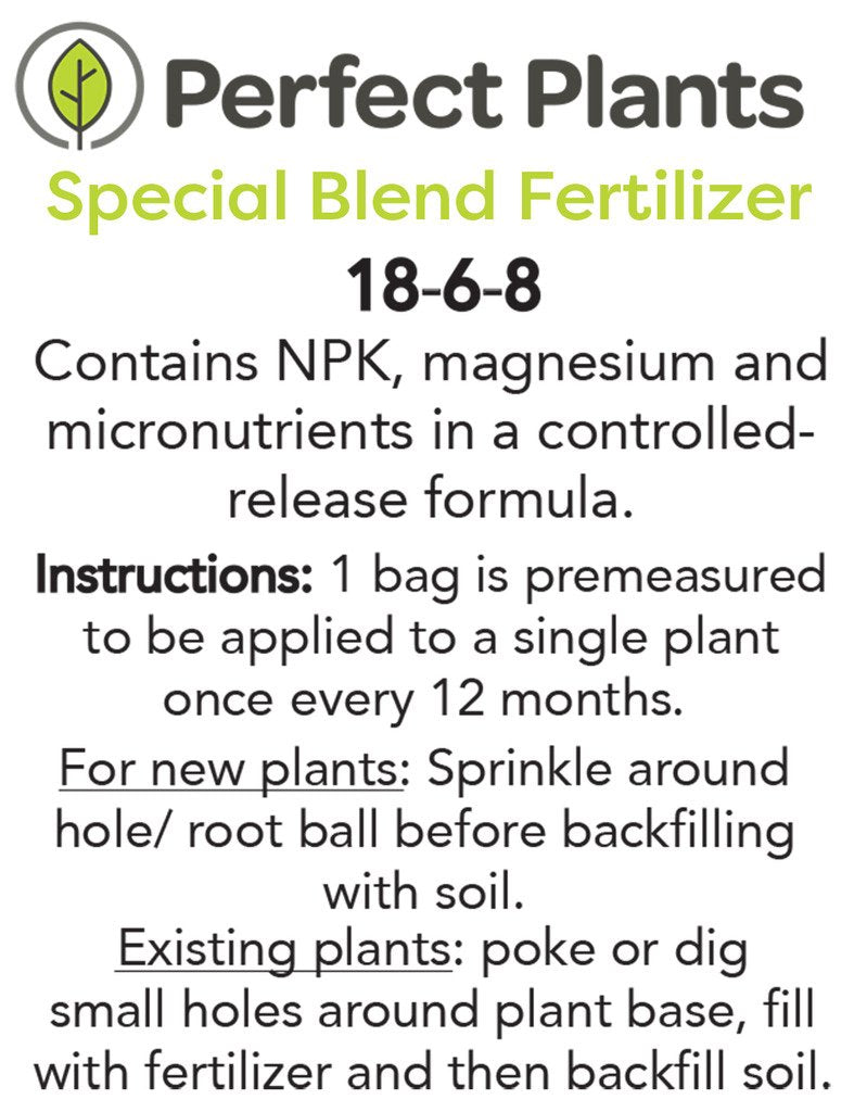 Frostproof Gardenia Live Plant 3 Gallon Pot B651